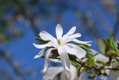 Magnolia stellata - šácholan hvězdovitý - květ (detail) (2)